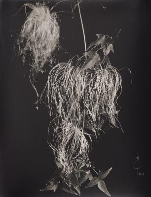 Clematis dioica var. Australis, isipó, barba blanca, cabello de ángel, flores