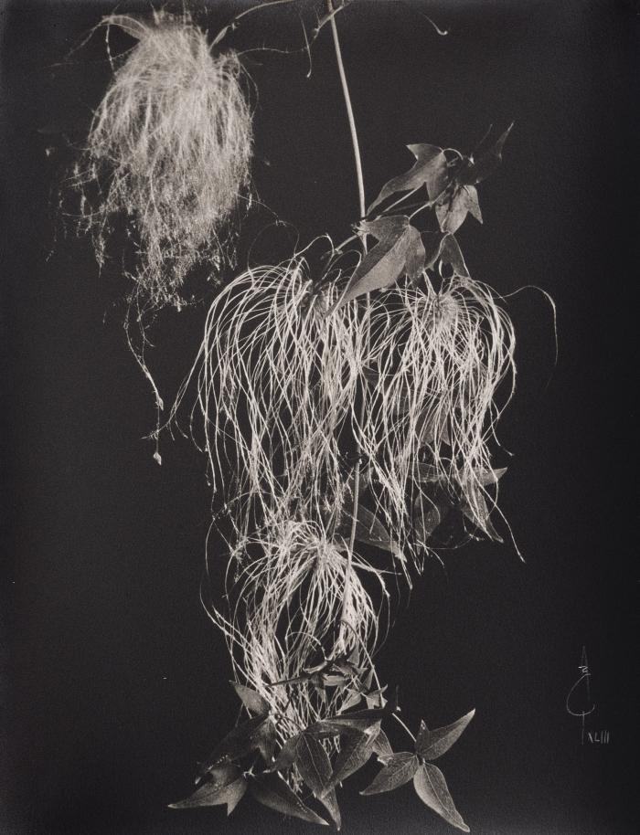 Clematis dioica var. Australis, isip&oacute;, barba blanca, cabello de &aacute;ngel, flores