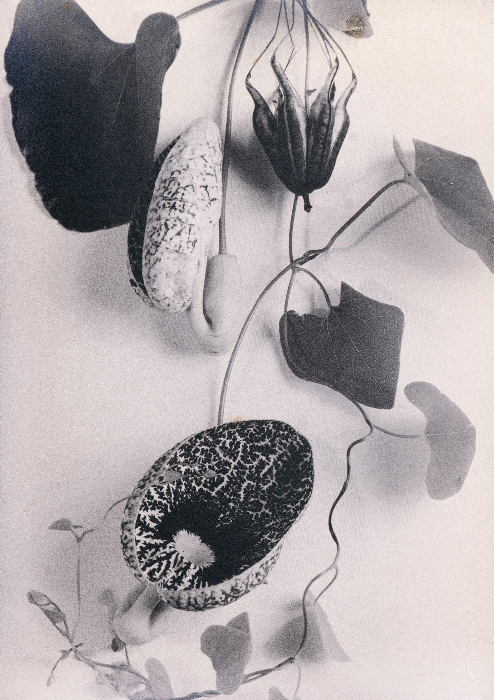 Aristolochia elegans, patito, flor y fruto