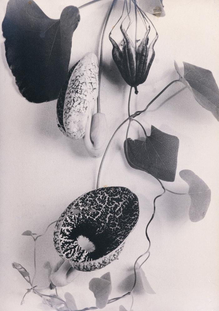 Aristolochia elegans, patito, flor y fruto