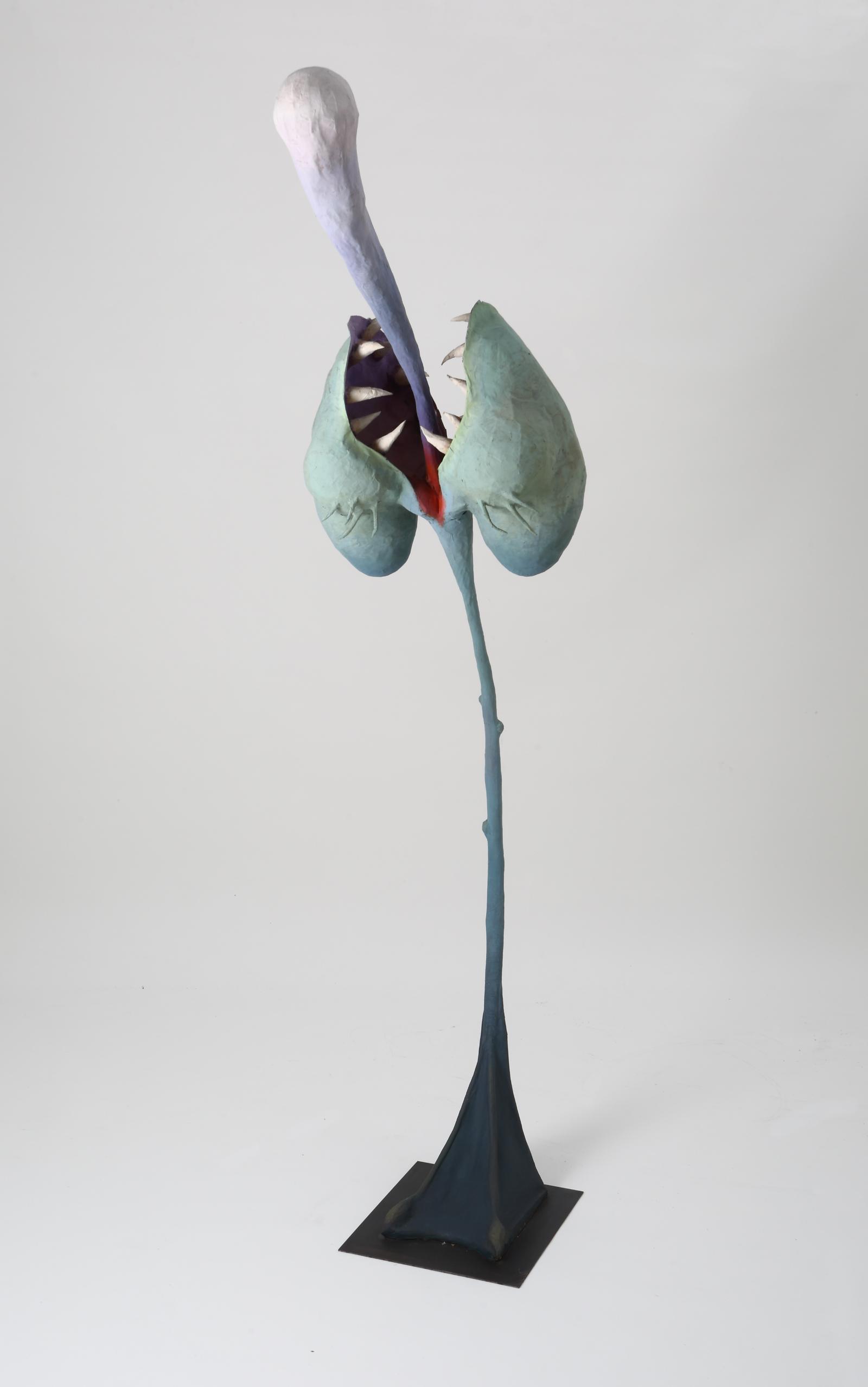 Echinodorus