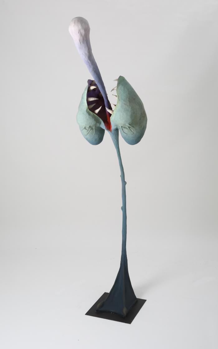 Echinodorus
